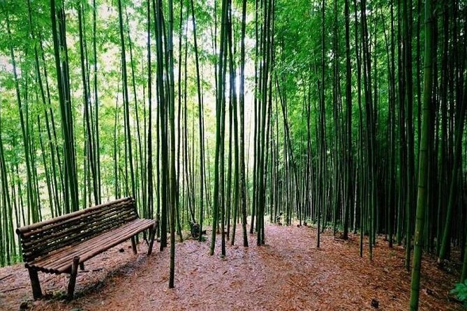 2-Day Motorbike Tour to Mu Cang Chai Loop from Sapa - The bamboo forest and Ngô Màng Mủ Corn House