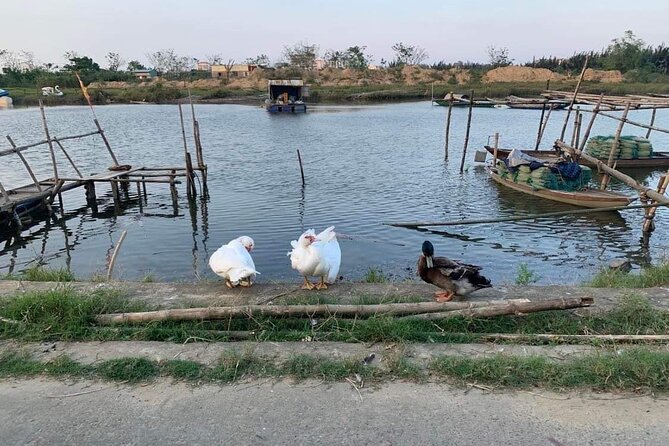 3 Hours Motorbike Tour in Hoi An Countryside. - Safety, Comfort, and What to Bring