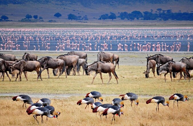 7-Day Tanzania Private Guide Motorcycle Safari Tour - Key things to know before you ride
