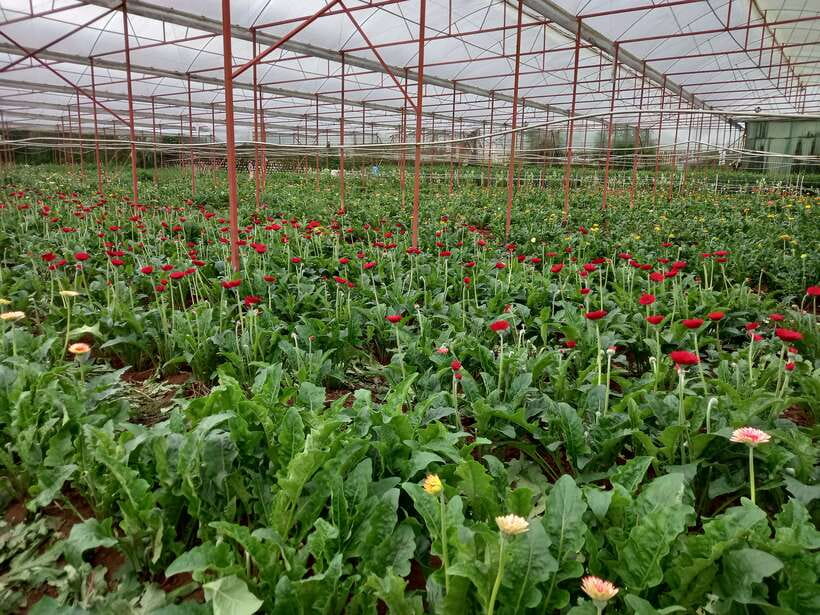 Dalat Countryside Motorbike Day Tour–Coffee Farms & Pagodas - K’ho culture beyond the city