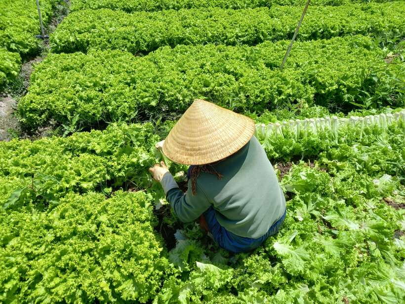 Dalat Countryside Motorbike Day Tour–Coffee Farms & Pagodas - Truc Lam Zen Monastery and a quieter finish
