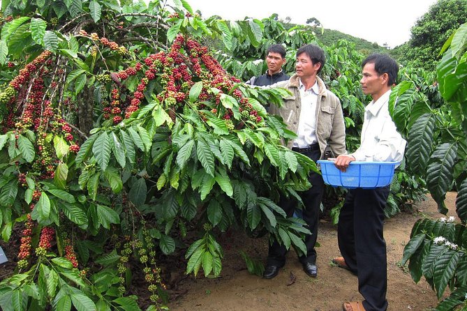 Easy Riders Buon Ma Thuot - Daily Tour. - The coffee book road in just 100 meters