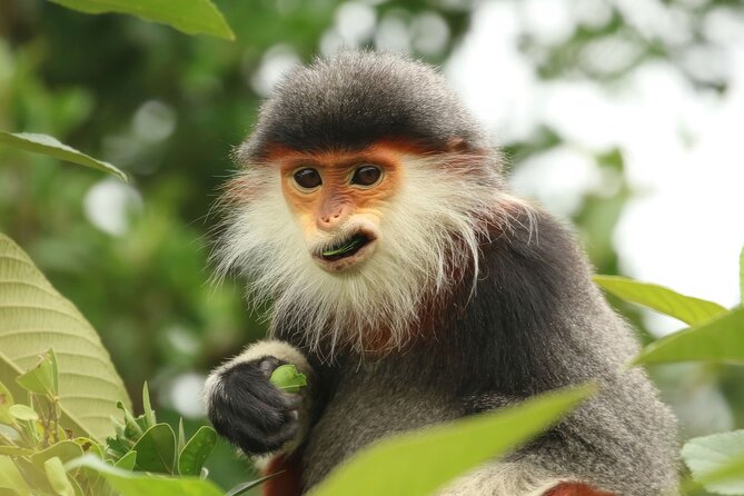 Red-shanked Douc - Private Motorbike Tour - Key points to know before you book