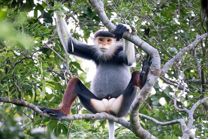 Red-shanked Douc - Private Motorbike Tour - Why Son Tra is the right place for this outing