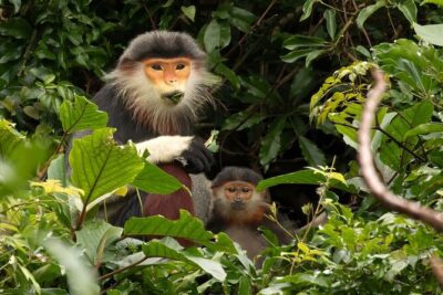 Red-shanked Douc – Private Motorbike Tour