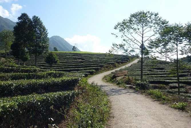 Sapa Full Day Motorbike Tour - Tea, lunch, and the Black Dao market