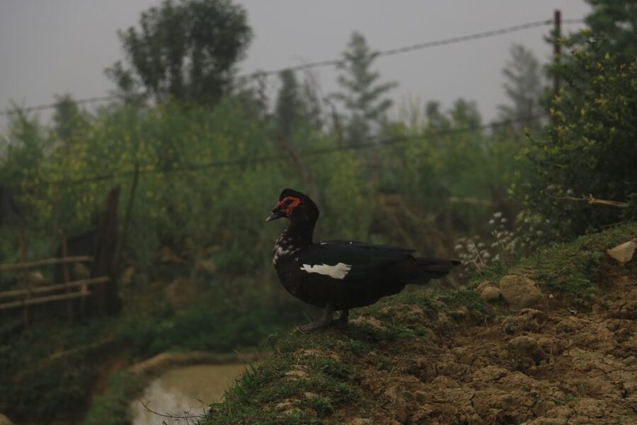 Sapa: Local Exploration on a Guided Motorbike Tour - Sunset on the return through Su Pan and Tavan
