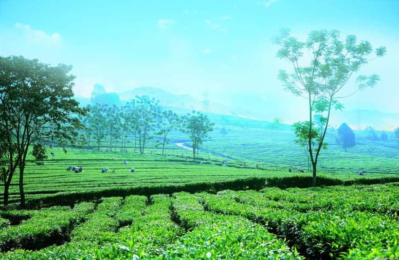 Sapa to Waterfall, Green Tea Farm with motorbike driver - Love Waterfall and a quieter forest setting