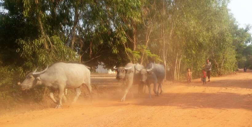 Siem Reap: 3-Hour Ancient Trails Motorbike Tour - Villages, rice fields, and the working countryside