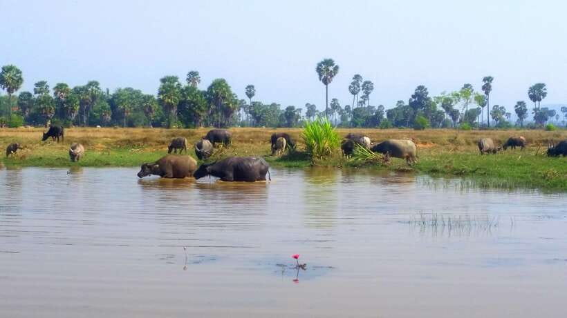 Siem Reap: 6-Hour Easy Rider Motorbike Tour - Is $62 a fair price?